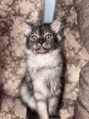1-3 months Female Purebred Siberian