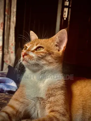 6-12 months Female Purebred American Shorthair
