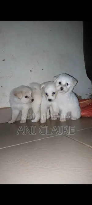 1-3 months Female Purebred American Eskimo