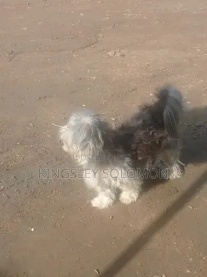 1+ year Male Purebred Lhasa Apso