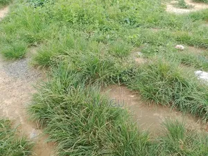 3 Plots of Land at a Good Location in Okpulo Umuobo on a Tarred Road.