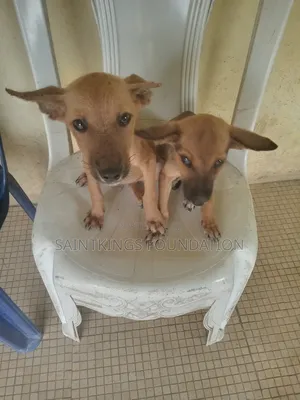 3-6 months Male Mixed Breed Dog