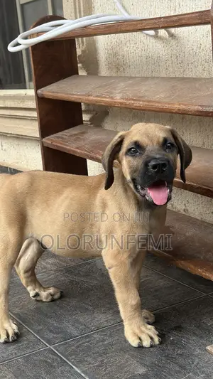 1-3 months Male Purebred Boerboel