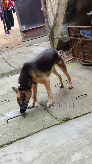 1+ year Female Purebred German Shepherd