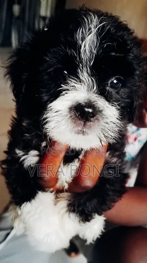 1-3 months Female Mixed Breed Shih Tzu