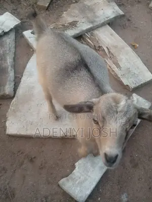 Goat for Sale