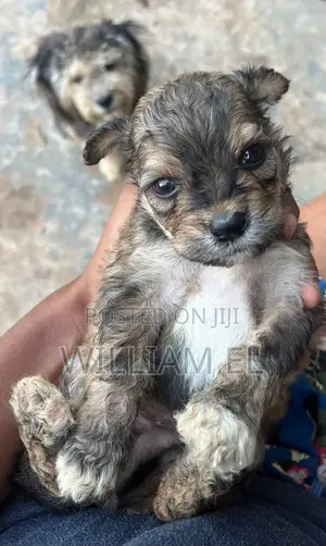 0-1 month Female Purebred Lhasa Apso