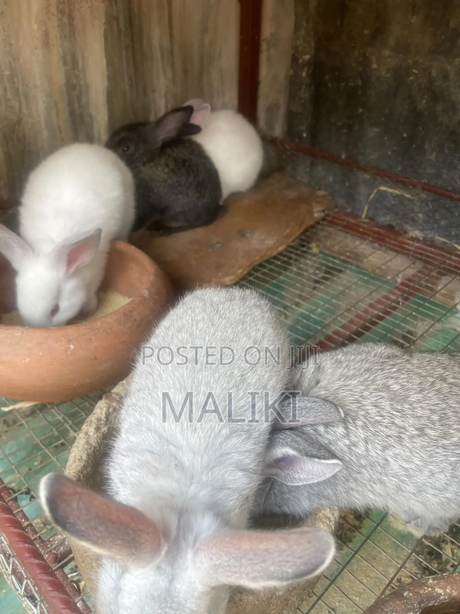 Rabbits Available for Pet and Breeding