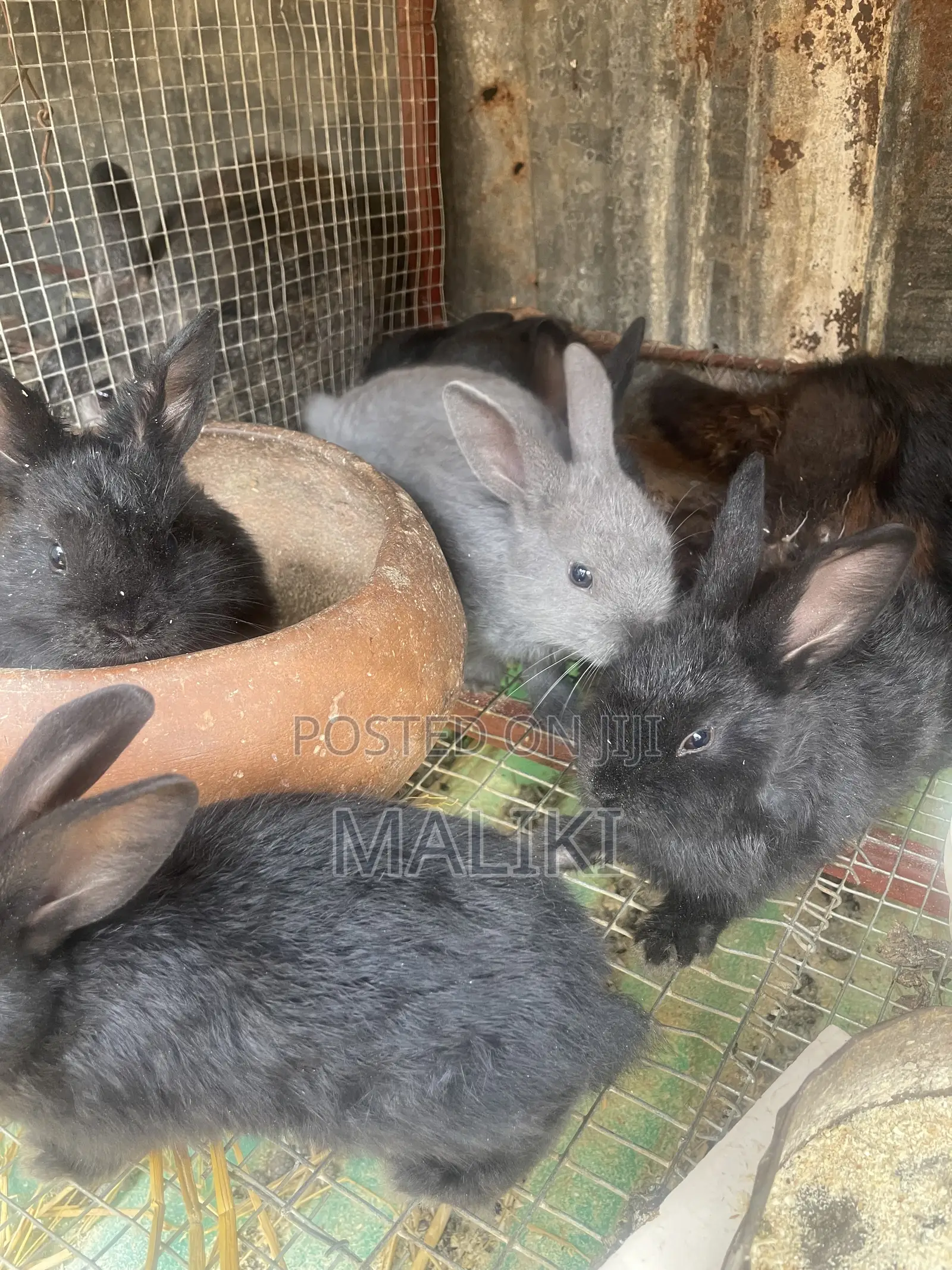 Rabbits Available for Pet and Breeding