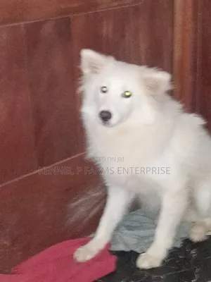 1+ year Male Purebred American Eskimo