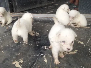 1-3 months Male Purebred American Eskimo