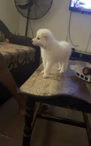 1-3 months Male Purebred American Eskimo