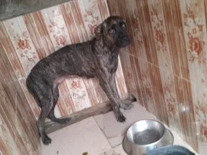 1+ year Female Purebred Boerboel