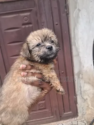 1-3 months Male Purebred Lhasa Apso