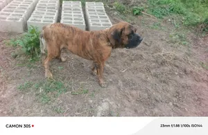 1+ year Male Purebred Boerboel