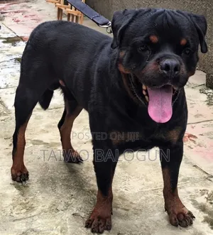 1+ year Male Purebred Rottweiler