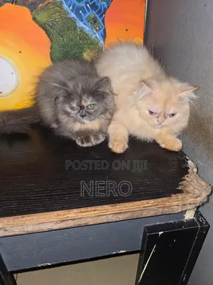 1-3 months Male Purebred Persian