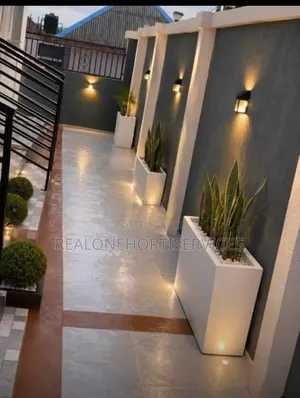 Stunning Potted Plant for Office, School Residential Area