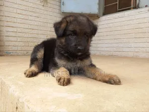 1-3 months Female Purebred German Shepherd