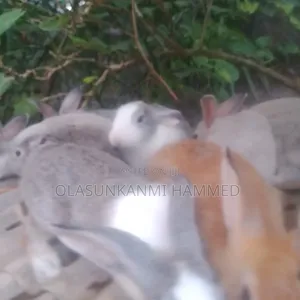 8 Rabbit Forsale at All Goniyu Rabbit Farm