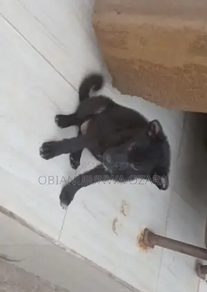 1-3 months Female Purebred German Shepherd
