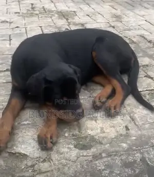 3-6 months Female Purebred Rottweiler
