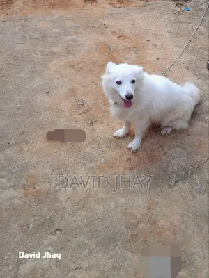 1+ year Female Purebred American Eskimo