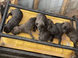 0-1 month Female Purebred Cane Corso