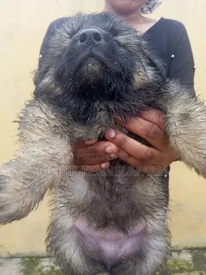 1-3 months Male Purebred Caucasian Shepherd