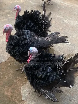 Matured Male Local Turkeys