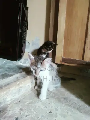 1-3 months Male Purebred American Shorthair
