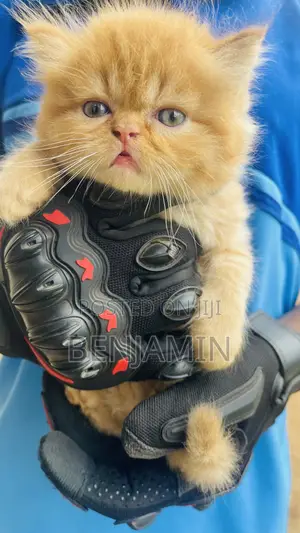 1-3 months Male Purebred Persian