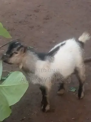 Active He-Goat for Sale
