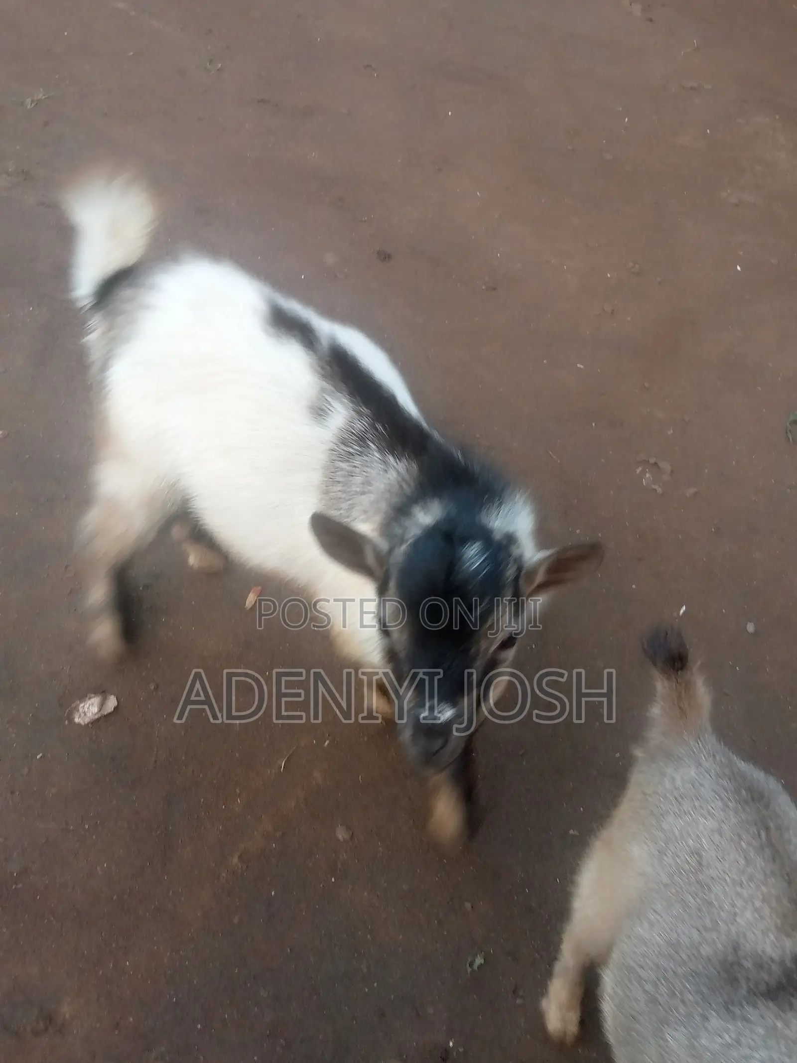 Active He-Goat for Sale