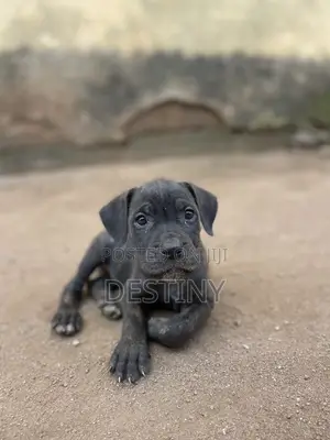 1-3 months Female Purebred Cane Corso
