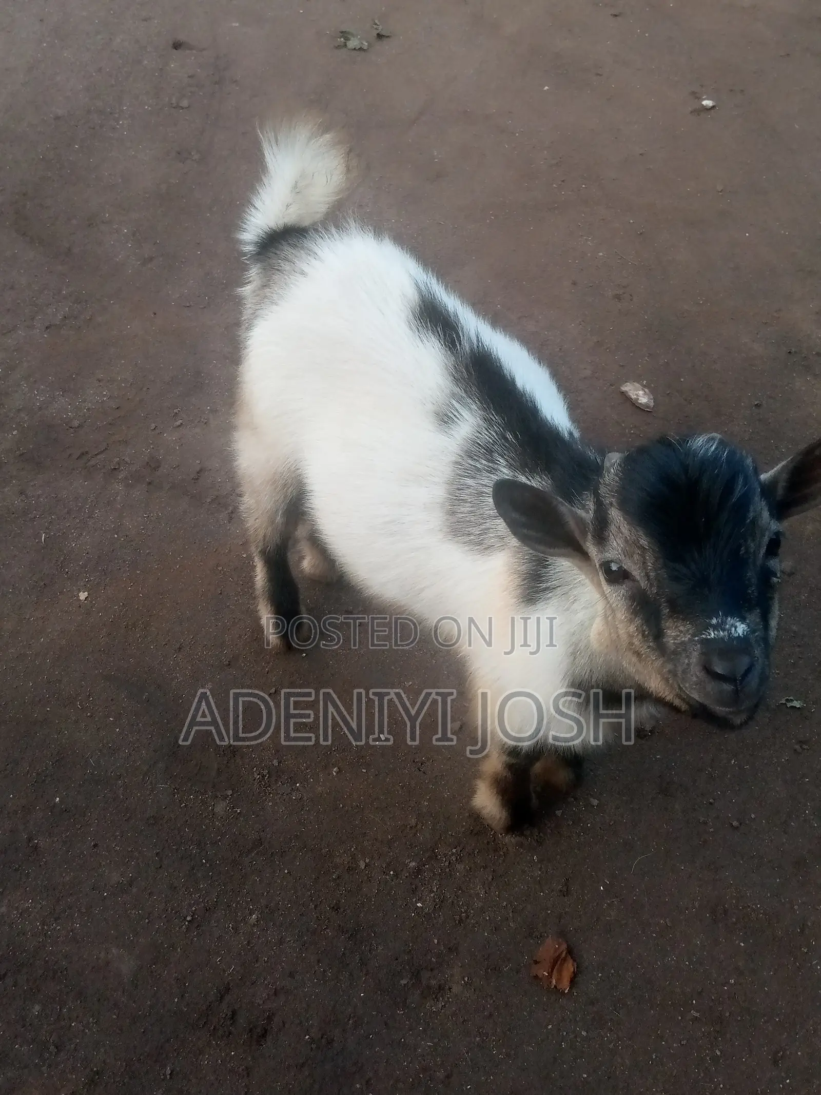 Active He-Goat for Sale