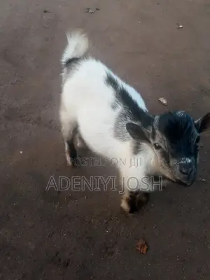 Active He-Goat for Sale