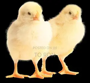 Day Old Broiler