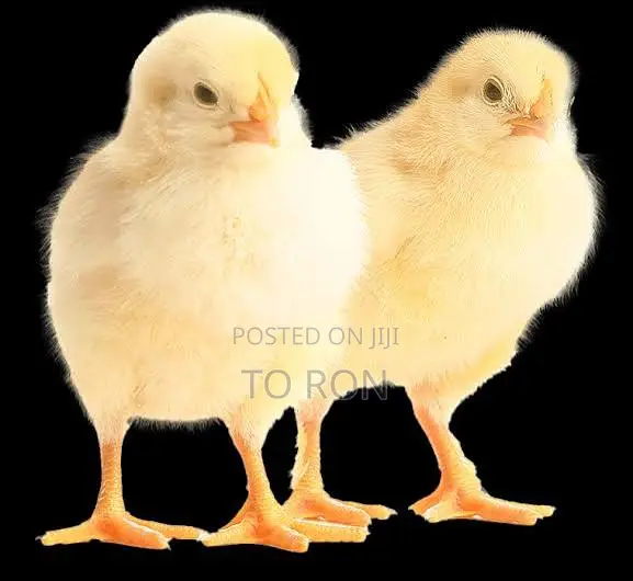 Day Old Broiler
