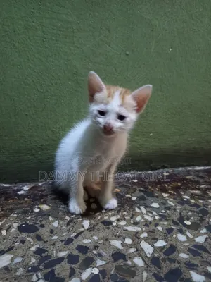 1-3 months Male Purebred American Shorthair