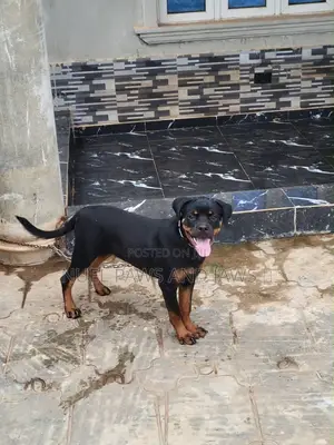 6-12 months Female Purebred Rottweiler