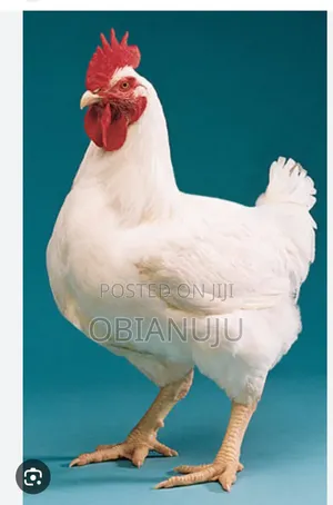 Egg Distributor