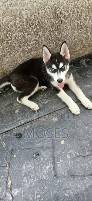 1-3 months Female Purebred Siberian Husky