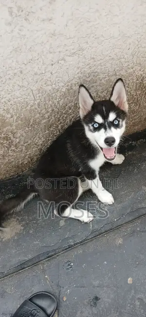 1-3 months Female Purebred Siberian Husky
