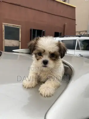 1-3 months Female Purebred Lhasa Apso