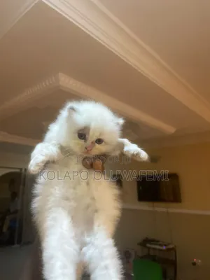 1-3 months Female Purebred Persian