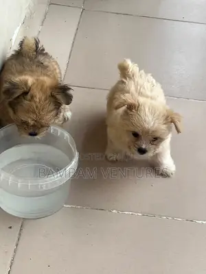 1-3 months Female Purebred Lhasa Apso