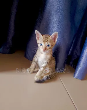 1-3 months Male Mixed Breed American Wirehair