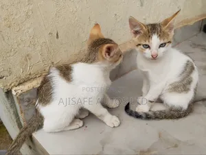 1-3 months Female Mixed Breed American Wirehair