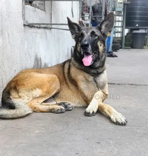 1+ year Male Purebred German Shepherd